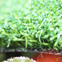 Putt-60 Bicolor Putt-60 Bicolor