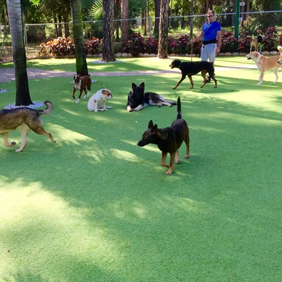 Fake Lawn Foxfire, North Carolina Dog Parks, Dogs