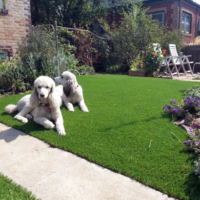 Synthetic Pet Turf Great Falls South Carolina for Dogs Dogs