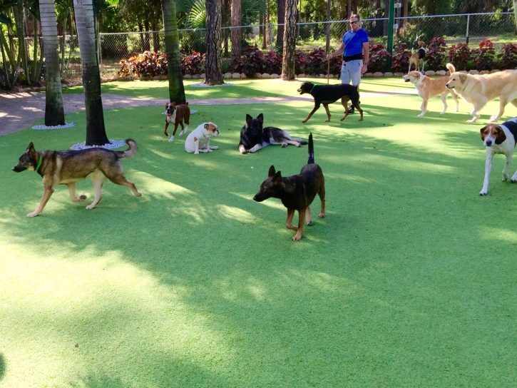 Fake Lawn Foxfire, North Carolina Dog Parks, Dogs